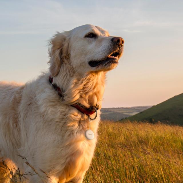 HAMA Тракер за Android „Find My Device“, с приложение, Bluetooth, бял 